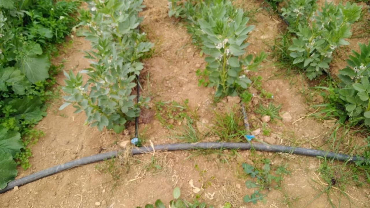 Luzzi Agriturismo Pingitore מראה חיצוני תמונה