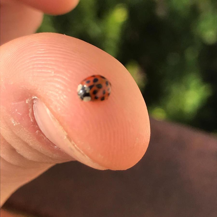 Luzzi Agriturismo Pingitore מראה חיצוני תמונה