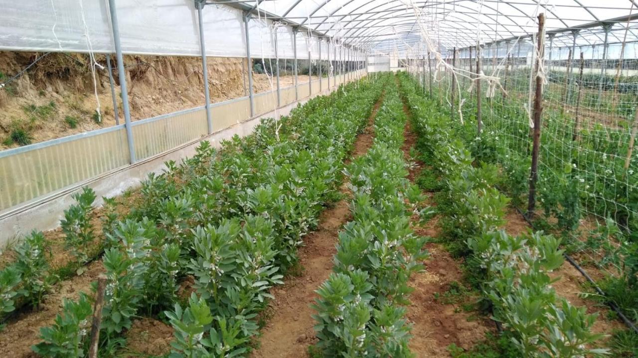 Luzzi Agriturismo Pingitore מראה חיצוני תמונה