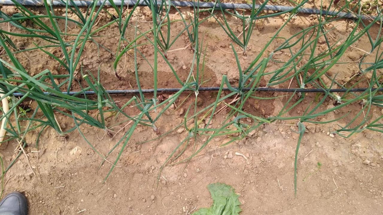 Luzzi Agriturismo Pingitore מראה חיצוני תמונה