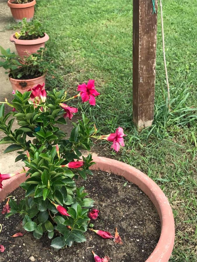 Luzzi Agriturismo Pingitore מראה חיצוני תמונה