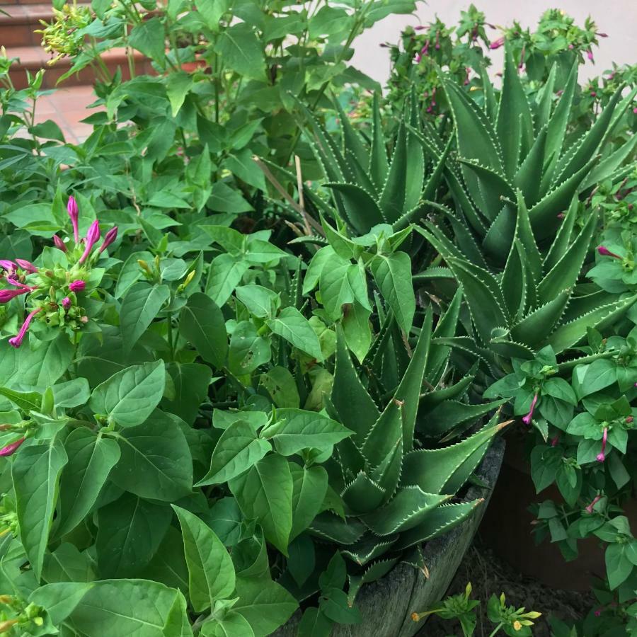 Luzzi Agriturismo Pingitore מראה חיצוני תמונה